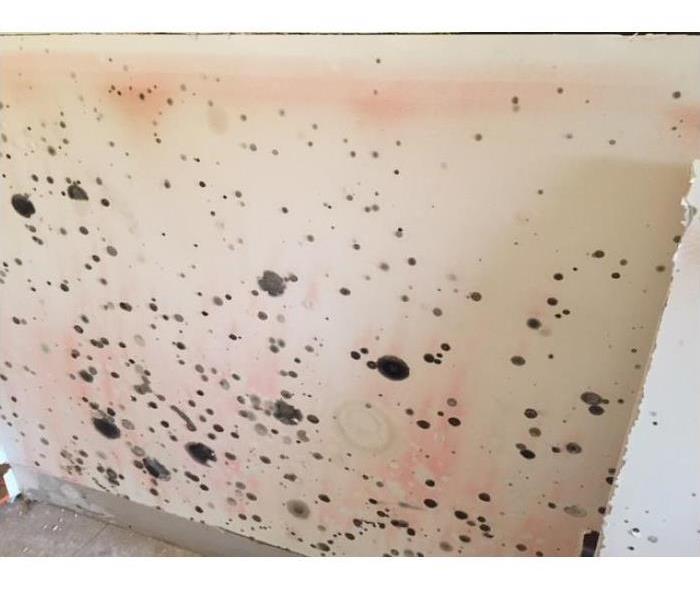Mold Covered Wall
